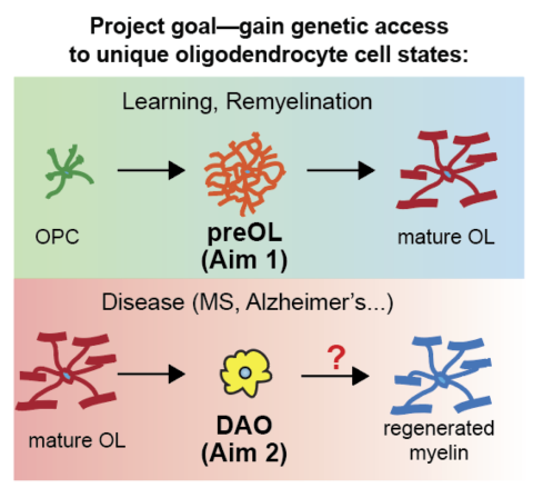 Synthetic neuroscience grants promote transformative brain tech